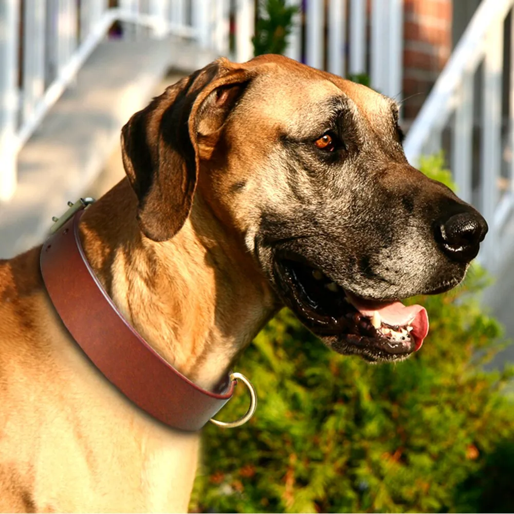 Genuine Leather Dog Collar with quality strong brass D-Ring and Buckle S/M/L/XL Brown & Black