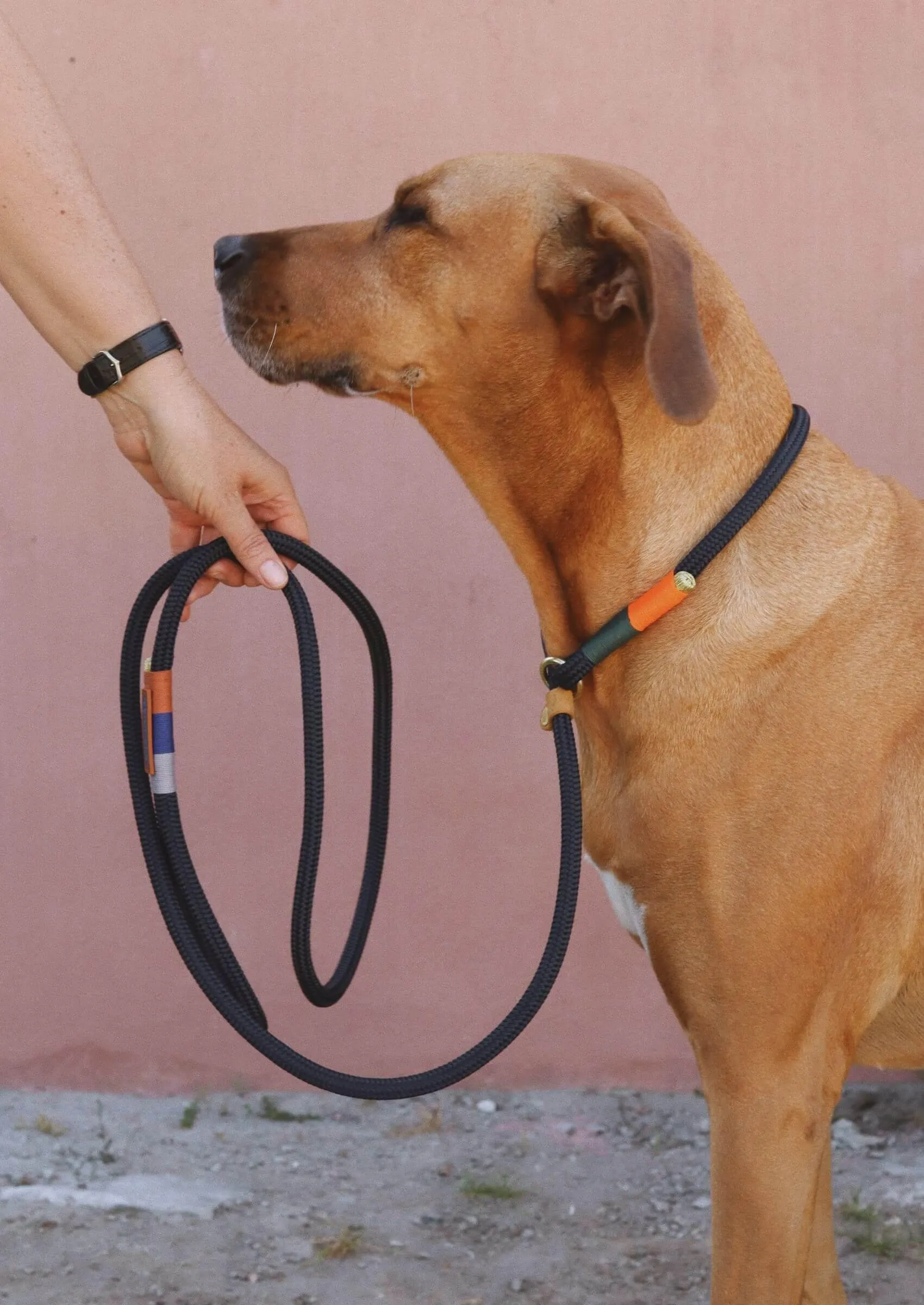 Slip-on Dog Leash | Blue Bobo on Navy